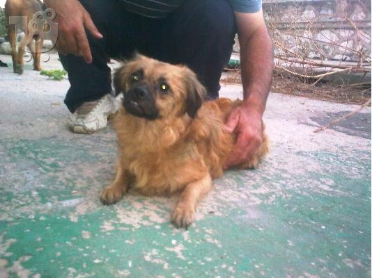 ΜΙΚΡΟΣΩΜΑ ΣΚΥΛΑΚΙΑ ΚΑΤΑΣΧΕΘΗΚΑΝ ΑΠΟ ΠΑΡΑΝΟΜΟ ΕΚΤΡΟΦΕΙΟ Κ ΨΑΧΝΟΥΝ ΣΠΙΤΙΚΟ...