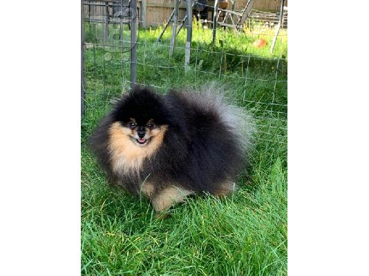Pomerania puppy