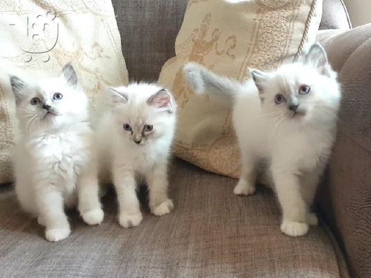 PoulaTo: Pedigree Ragdoll Kittens
