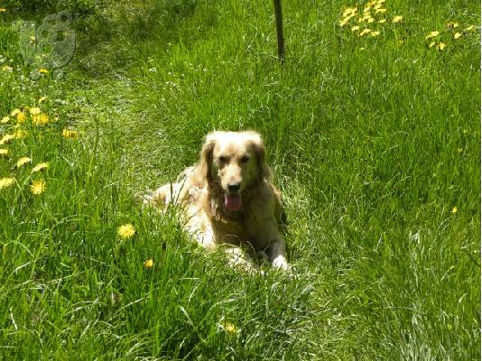 GOLDEN RETRIEVER 