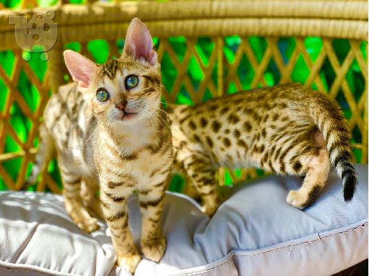 X μαζικά γατάκια Savannah