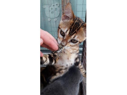 PoulaTo: Toyger γατάκια