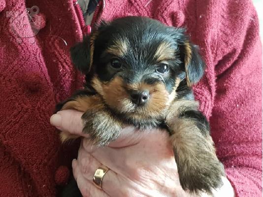 PoulaTo: Yorkie Puppies