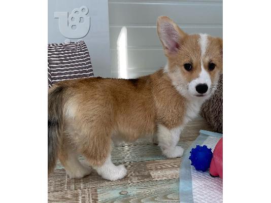 PoulaTo: Κουτάβια Pembroke Welsh Corgi