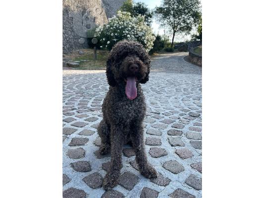 Κουτάβια Lagotto Romagnolo