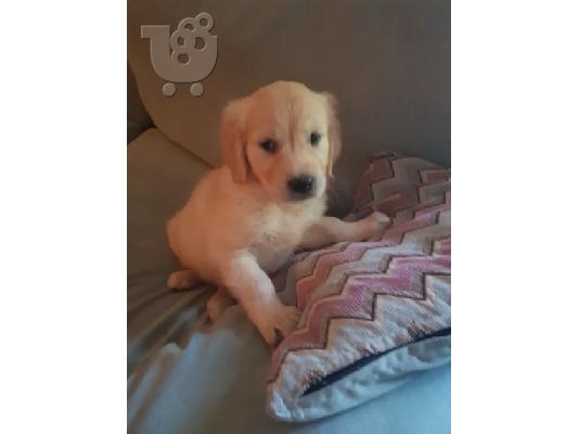 PoulaTo: υπέροχο xmas golden retriever κουτάβι προς πώληση