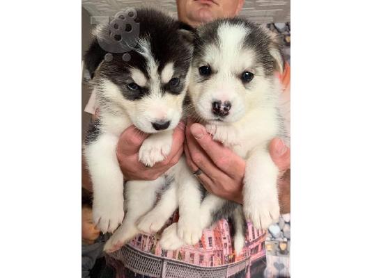 Όμορφα κουτάβια σιβηρίας Husky