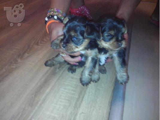 Yorkie