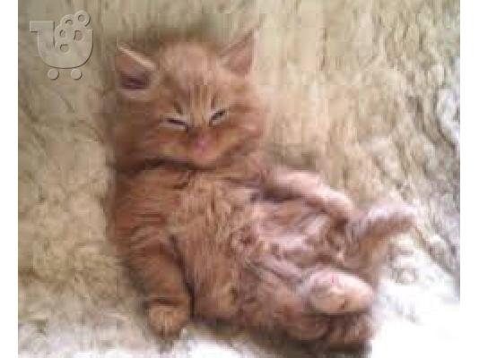Όμορφη γαϊδουράγκαθο Maine Coon
