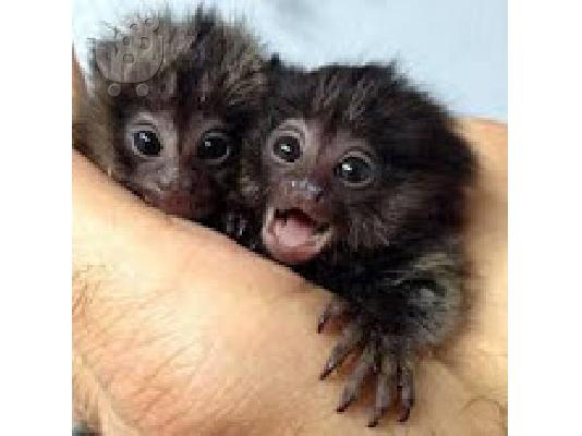 PoulaTo: baby marmoset για 300 €