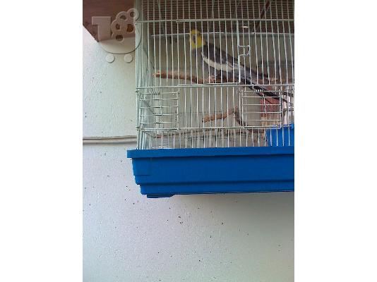PoulaTo: ΠΩΛΕΙΤΑΙ ΠΑΠΑΓΑΛΟΣ COCKATIEL