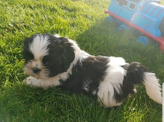 PoulaTo: Χαριτωμένα κουτάβια Shih Tzu διαθέσιμα τώρα για υιοθεσία