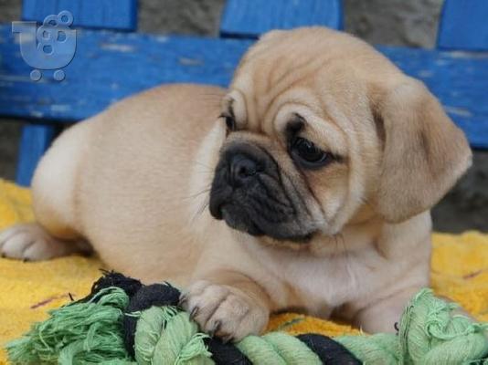 PoulaTo: Το σπίτι έθεσε Pug κουτάβια για rehoming