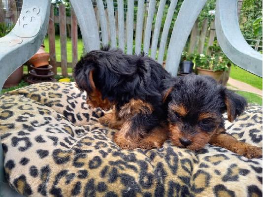 χαριτωμένα αρσενικά και θηλυκά κουτάβια Yorkie