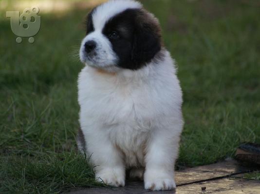 PoulaTo: Διαθέσιμα κουτάβια Saint Bernard
