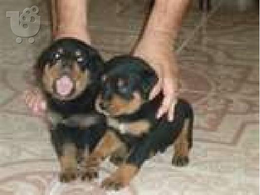 Πωλειται αρσενικο και θηλικο καθαροαιμο rottwailer απο μεγαλόσωμους γονεις...