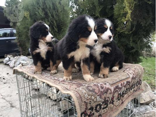 Κουτάβια Bernese Mountain Dog