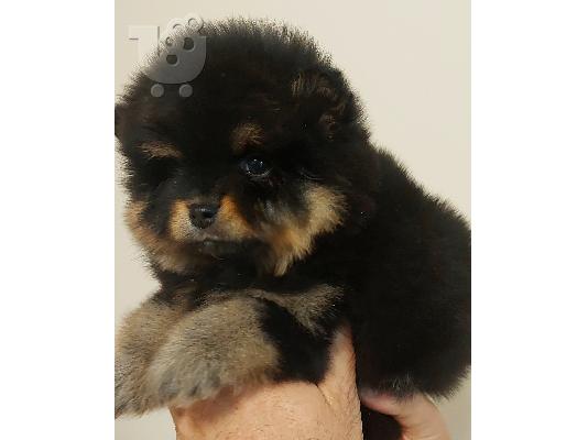 Pomeranian Spitz Κορυφαία ποιότητα