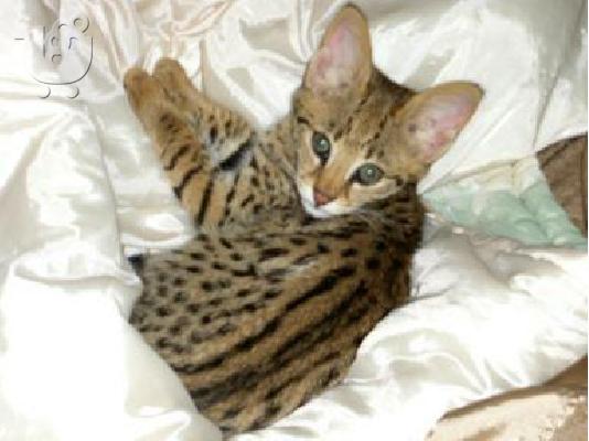 PoulaTo: Occelot, Savannah, Caracal, γατάκια
