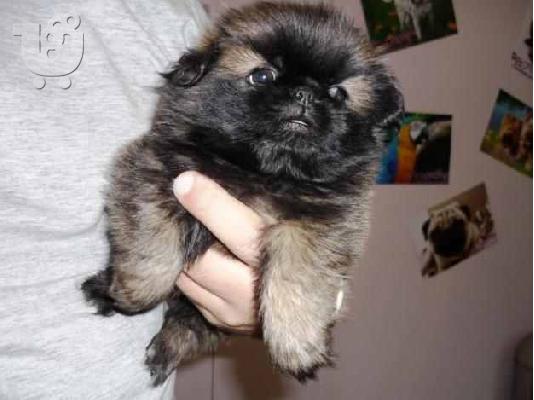 PoulaTo: Πεκινουά - Pekingese