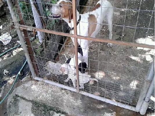 PoulaTo: κουταβακια ποιντερ