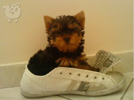 yorkshire terrier teacup