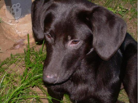 ΝΙΝΑ~ΗΜΙΑΙΜΟ LABRADOR ΧΩΡΙΣ ΟΙΚΟΓΕΝΕΙΑ,Αρ.Πρωτ:4247/2002