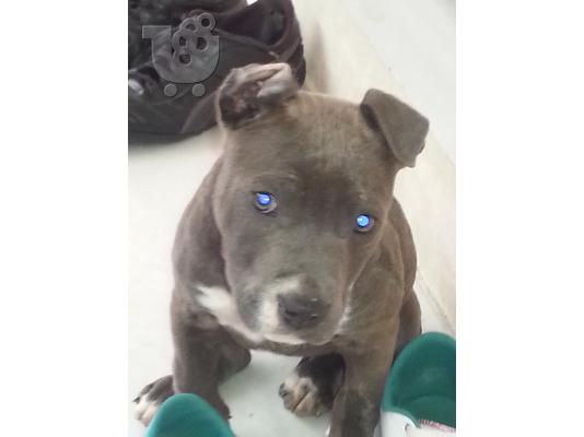 PoulaTo: BLUE NOSE PITBULL