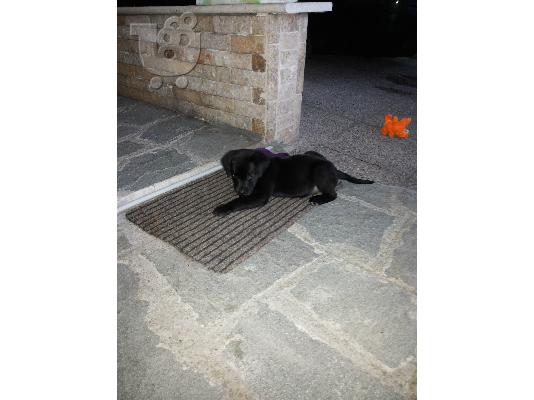 PoulaTo: ΧΑΡΙΖΟΝΤΑΙ ΗΜΙΑΙΜΑ ΣΚΥΛΑΚΙΑ