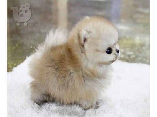 γλυκό και αξιολάτρευτο κουτάβια Pomeranian € 300.