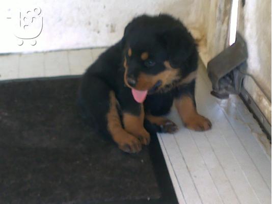 PoulaTo: ROTWEILER KOYTABIA KAΘΑΡΟΑΙΜΑ ΠΩΛΟΥΝΤΕ τηλ 2296043788