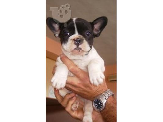PoulaTo: ΠΩΛΟΥΝΤΑΙ ΓΑΛΛΙΚΑ BULLDOG-ΚΑΘΑΡΟΑΙΜΑ ΚΟΥΤΑΒΙΑ