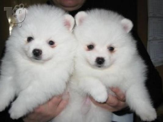 PoulaTo: Καθαρόαιμα κουτάβια Pomeranian