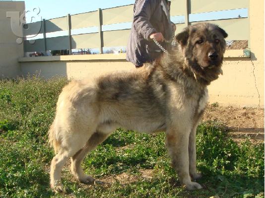 PoulaTo: κουταβι καυκασου