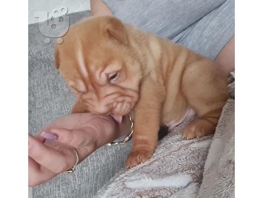 Εκπαιδευμένα κουτάβια Shar Pei έτοιμα να πάνε