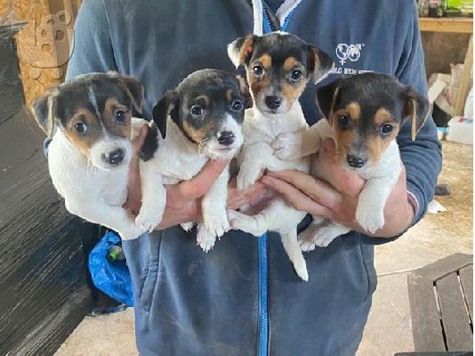 PoulaTo: Λατρευτά κουτάβια Jack Russell έτοιμα να πάνε