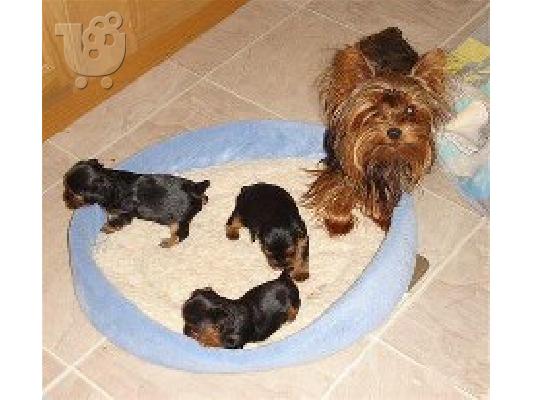 Yorkshire Terrier-Γιόρκσάϊρ τεριέ