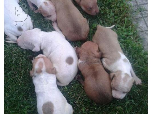 pit bull