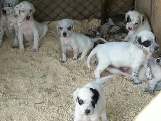 English Setter