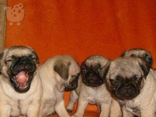 PoulaTo: pug