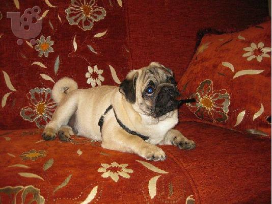 pug puppies