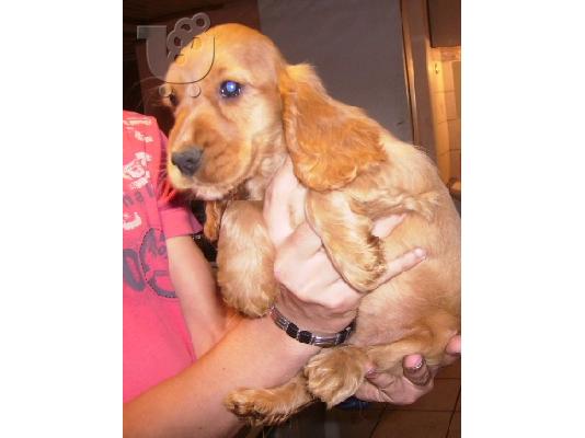 PoulaTo: english cocker spaniel Κόκερ Σπάνιελ