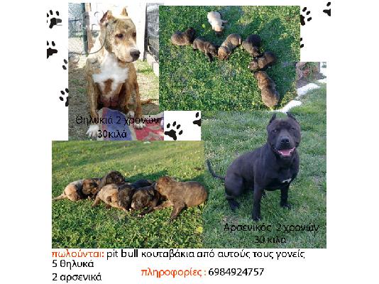 PoulaTo: American pitbull terrier
