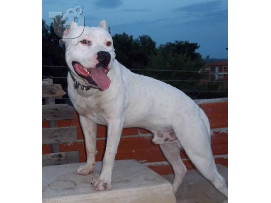 PoulaTo: AMERICAN PIT BULL