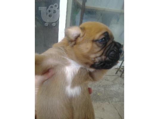 ΘΥΛΗΚΟ BOXER