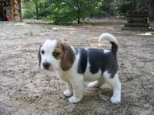 PoulaTo: beagle