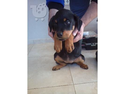 ΠΩΛΟΥΝΤΑΙ ΚΑΘΑΡΟΑΙΜΑ ΚΟΥΤΑΒΙΑ ROTTWEILER-250Ε