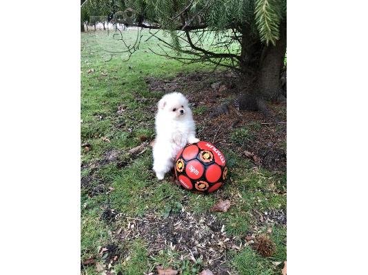 Ένα υπέροχο Pomeranian ψάχνει για ένα νέο σπίτι Έχουμε ένα ωραίο...