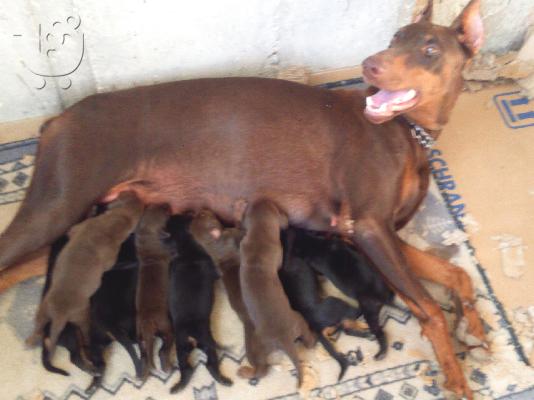 DOBERMAN κουτάβια