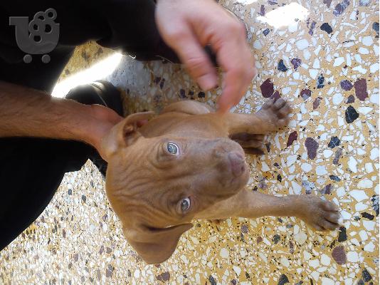 pitbull